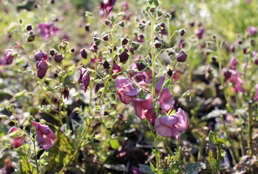 Divizna 'Plum Smokey' - Verbascum 'Plum Smokey'®