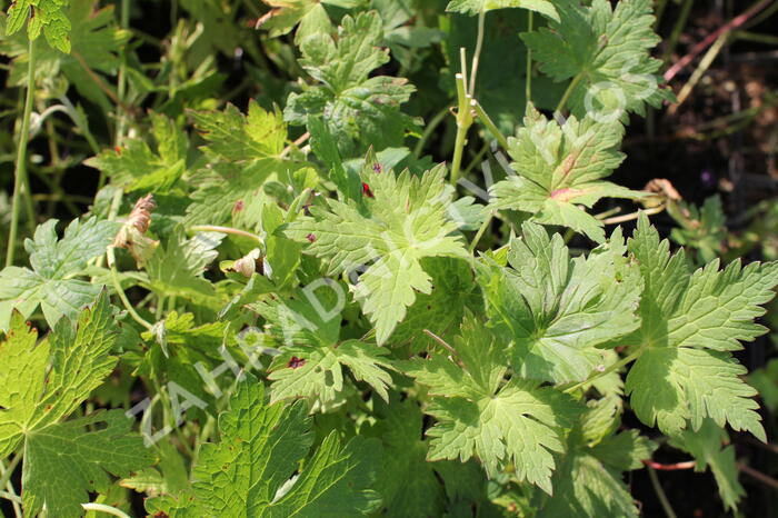 Kakost 'Anne Thomson' - Geranium 'Anne Thomson'