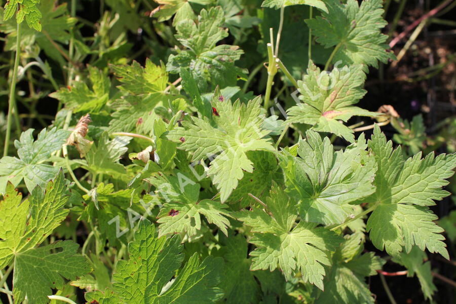 Kakost 'Anne Thomson' - Geranium 'Anne Thomson'