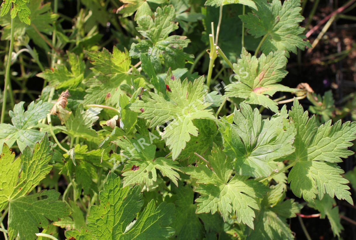 Kakost 'Anne Thomson' - Geranium 'Anne Thomson'