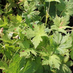 Kakost 'Anne Thomson' - Geranium 'Anne Thomson'