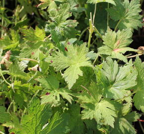 Kakost 'Anne Thomson' - Geranium 'Anne Thomson'