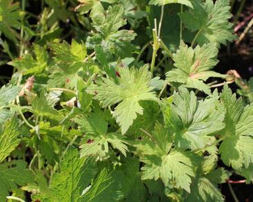 Kakost 'Anne Thomson'