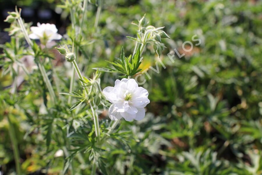 Kakost luční 'Algera Double' - Geranium pratense 'Algera Double'