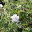 Kakost luční 'Algera Double' - Geranium pratense 'Algera Double'