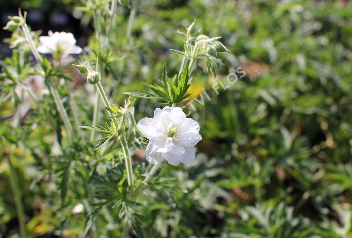 Kakost luční 'Algera Double' - Geranium pratense 'Algera Double'