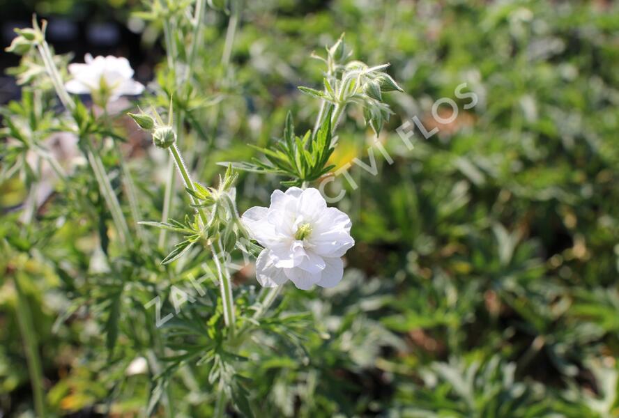 Kakost luční 'Algera Double' - Geranium pratense 'Algera Double'