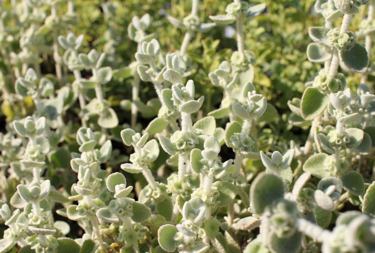 Měrnice - Ballota pseudodictamnus