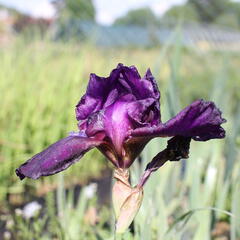 Kosatec německý 'Superstition' - Iris barbata-elatior 'Superstition'