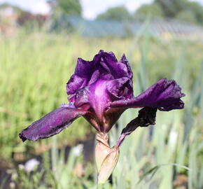 Kosatec německý 'Superstition' - Iris barbata-elatior 'Superstition'