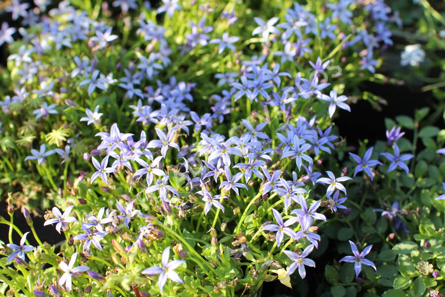 Isotoma 'Dark Blue' - Isotoma fluviatilis 'Dark Blue'