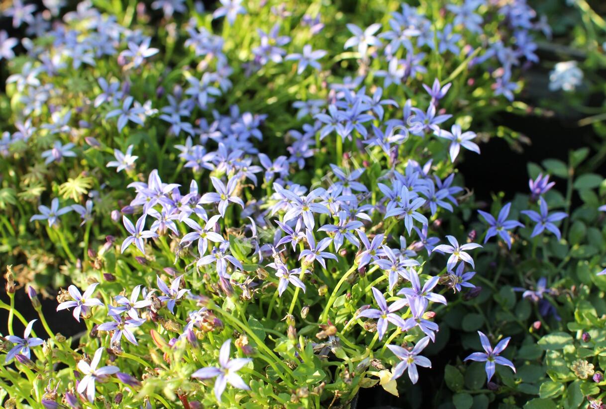 Isotoma 'Dark Blue' - Isotoma fluviatilis 'Dark Blue'