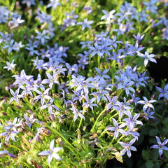 Isotoma 'Dark Blue' - Isotoma fluviatilis 'Dark Blue'