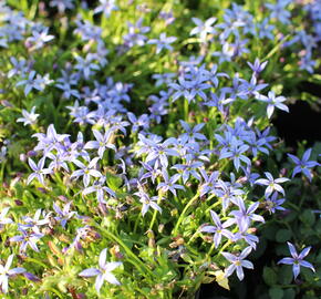 Isotoma 'Dark Blue' - Isotoma fluviatilis 'Dark Blue'