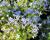 Isotoma 'Dark Blue'