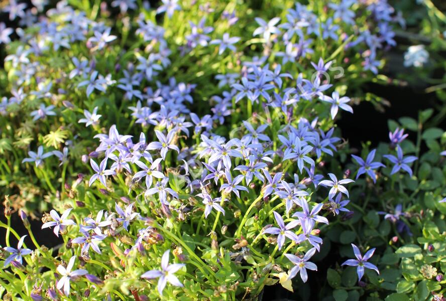 Isotoma 'Dark Blue' - Isotoma fluviatilis 'Dark Blue'