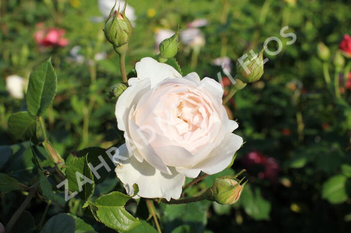 Anglická růže Davida Austina 'Desdemona' - Rosa S 'Desdemona'