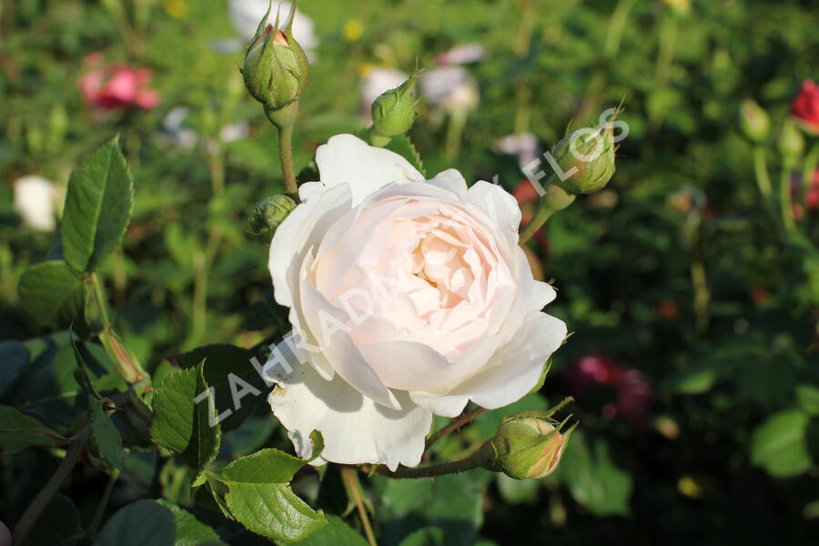 Anglická růže Davida Austina 'Desdemona' - Rosa S 'Desdemona'