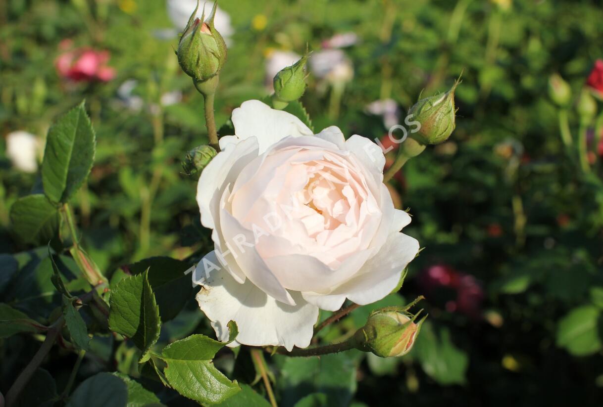Růže anglická David Austin 'Desdemona' - Rosa S 'Desdemona'