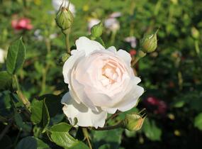 Růže anglická David Austin 'Desdemona' - Rosa S 'Desdemona'