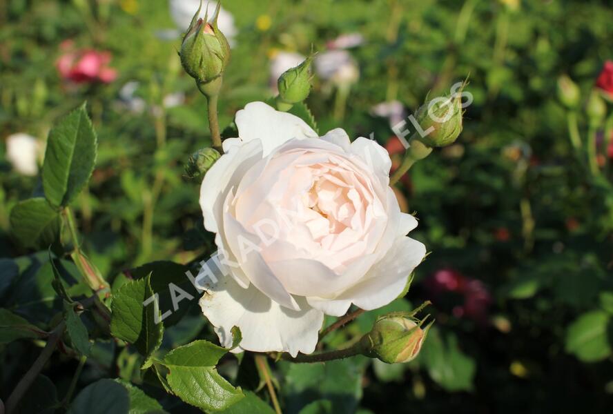 Růže anglická David Austin 'Desdemona' - Rosa S 'Desdemona'