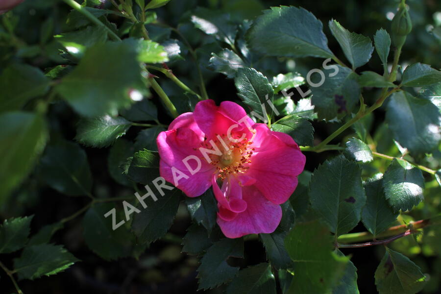 Růže půdopokryvná Tantau 'Bienenweide Rosa' - Rosa PK 'Bienenweide Rosa'