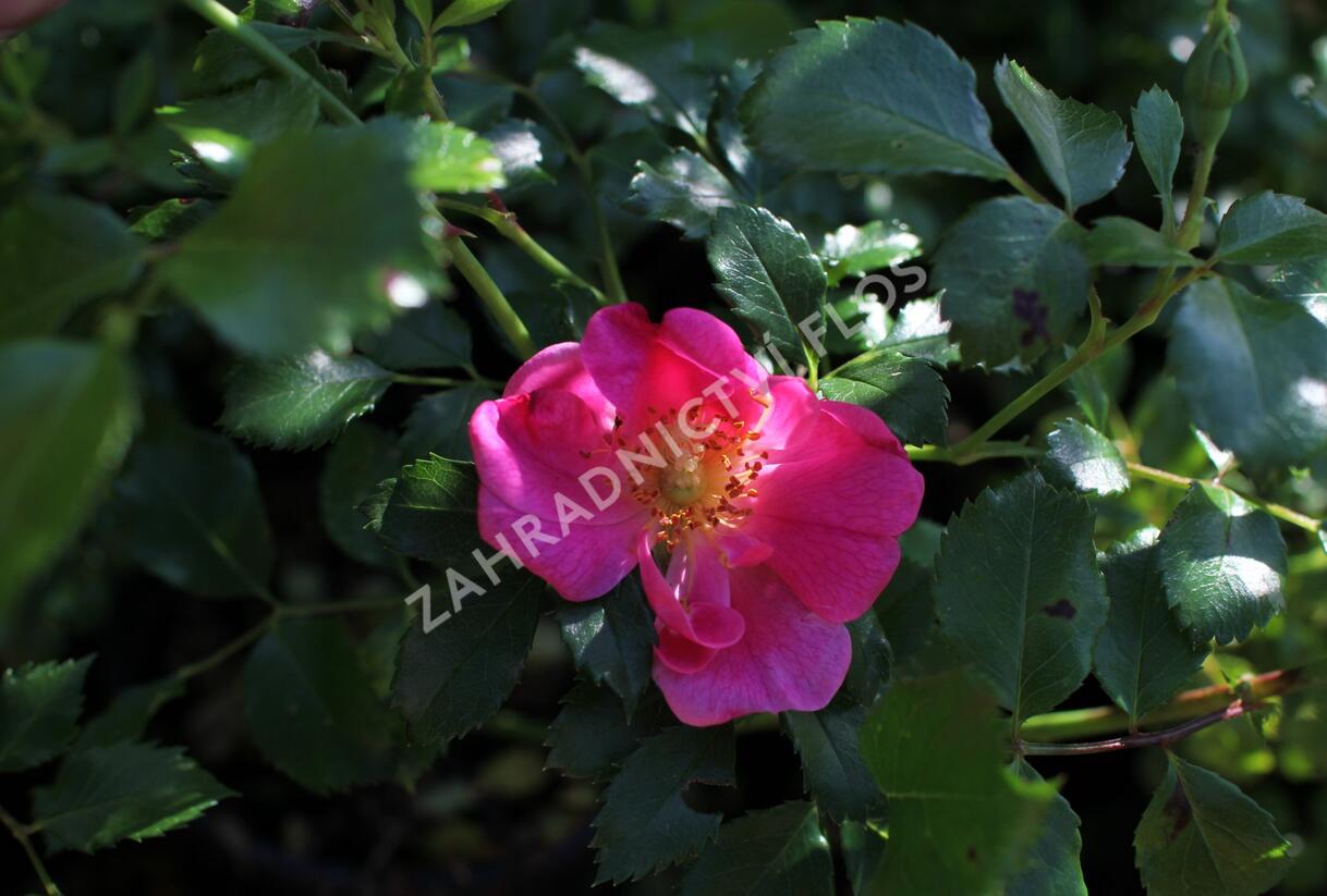 Růže půdopokryvná Tantau 'Bienenweide Rosa' - Rosa PK 'Bienenweide Rosa'