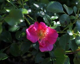 Růže půdopokryvná Tantau 'Bienenweide Rosa'