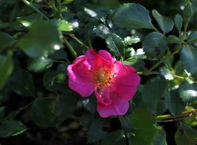 Růže půdopokryvná Tantau 'Bienenweide Rosa' - Rosa PK 'Bienenweide Rosa'