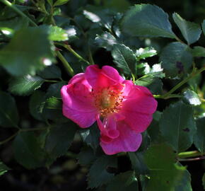 Růže půdopokryvná Tantau 'Bienenweide Rosa' - Rosa PK 'Bienenweide Rosa'