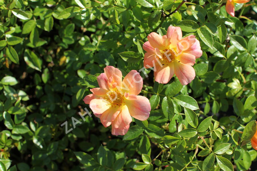 Růže půdokryvná  'Bienenweide Aprikot' - Rosa PK 'Bienenweide Aprikot'