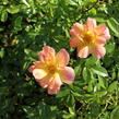 Růže půdopokryvná  'Bienenweide Aprikot' - Rosa PK 'Bienenweide Aprikot'