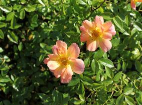 Růže půdopokryvná 'Bienenweide Aprikot' - Rosa PK 'Bienenweide Aprikot'