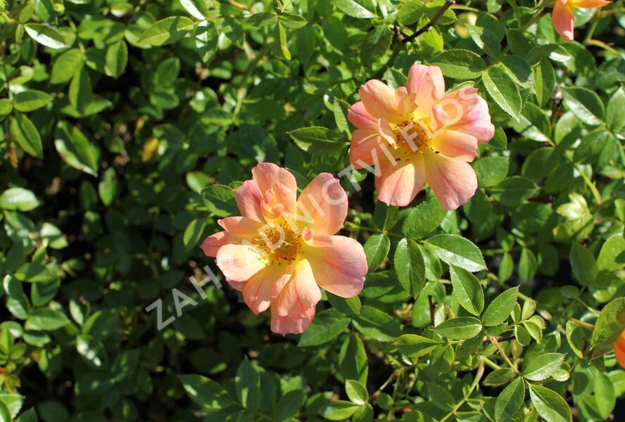 Růže půdopokryvná 'Bienenweide Aprikot' - Rosa PK 'Bienenweide Aprikot'