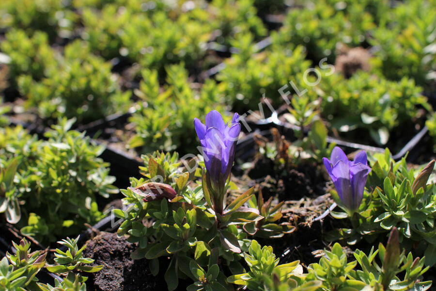 Hořec 'Luis Big Blue' - Gentiana hybrida 'Luis Big Blue'