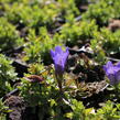 Hořec 'Luis Big Blue' - Gentiana hybrida 'Luis Big Blue'