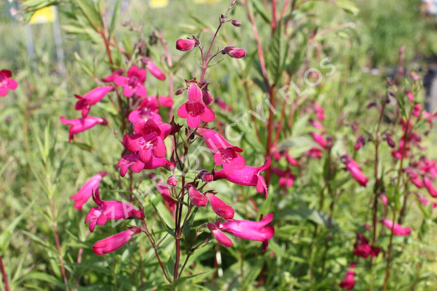 Dračík 'Garnet' - Penstemon campanulatus 'Garnet'