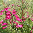 Dračík 'Garnet' - Penstemon campanulatus 'Garnet'