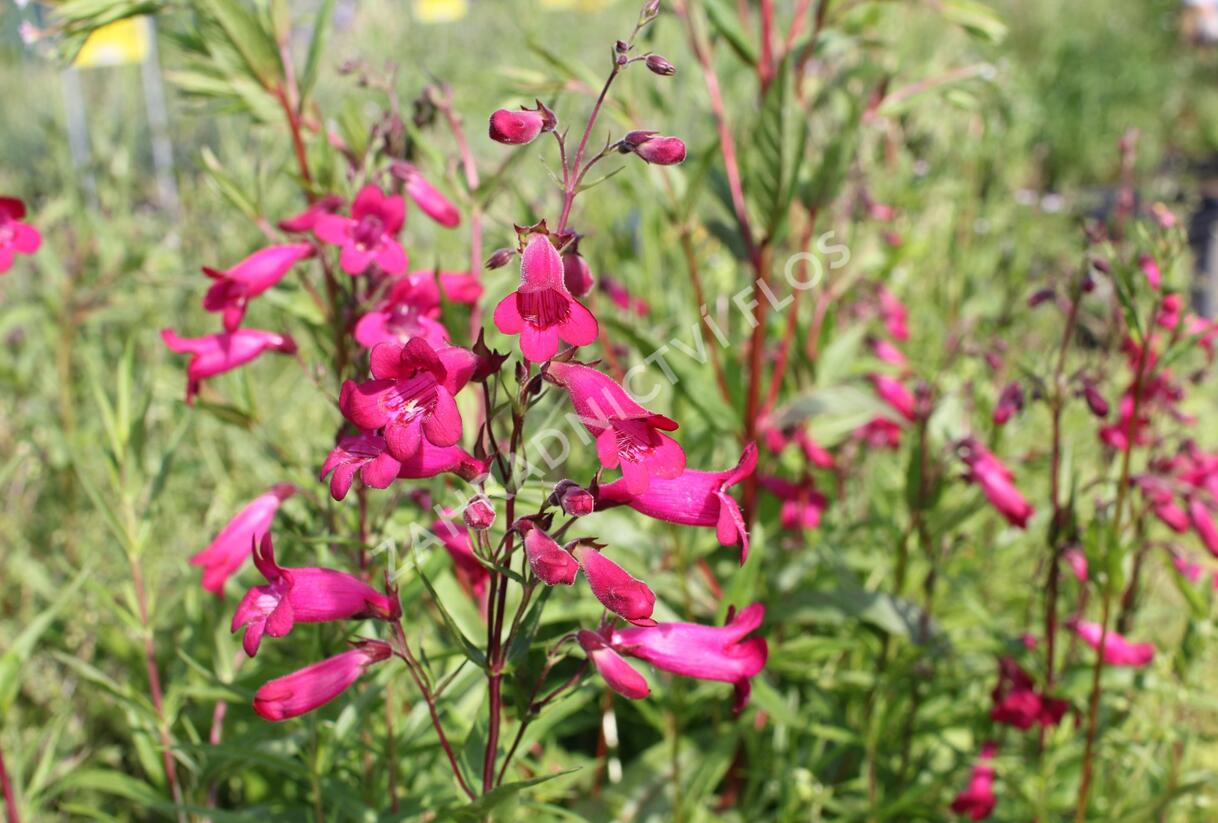 Dračík 'Garnet' - Penstemon campanulatus 'Garnet'