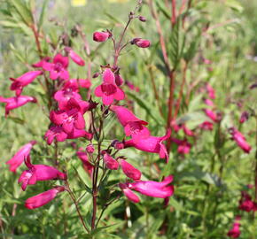 Dračík 'Garnet' - Penstemon campanulatus 'Garnet'