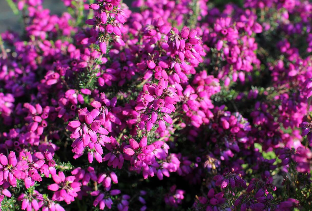 Vřesovec popelavý 'P. S. Patrick' - Erica cinerea 'P. S. Patrick'