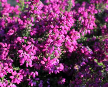 Vřesovec popelavý 'P. S. Patrick'