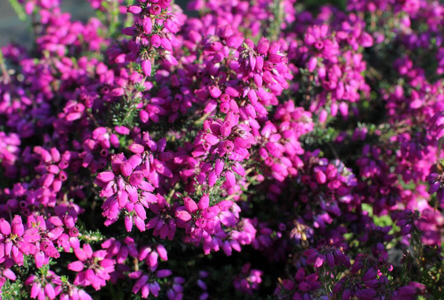 Vřesovec popelavý 'P. S. Patrick' - Erica cinerea 'P. S. Patrick'