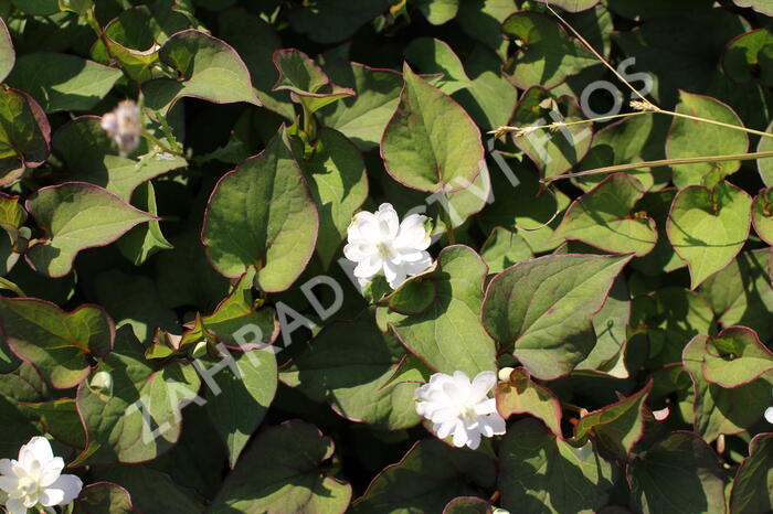 Touleň srdčitá 'Plena' - Houttuynia cordata 'Plena'