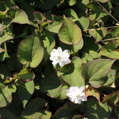 Touleň srdčitá 'Plena' - Houttuynia cordata 'Plena'