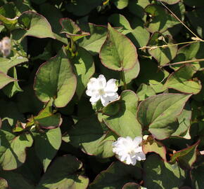 Touleň srdčitá 'Plena' - Houttuynia cordata 'Plena'