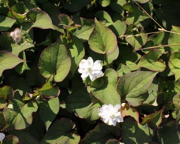 Touleň srdčitá 'Plena'