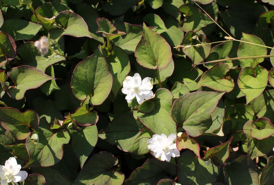 Touleň srdčitá 'Plena' - Houttuynia cordata 'Plena'