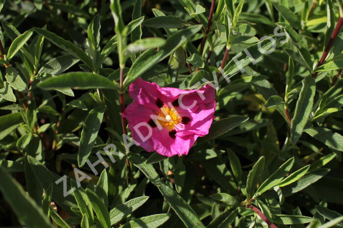 Cist, skalní růže - Cistus purpureus