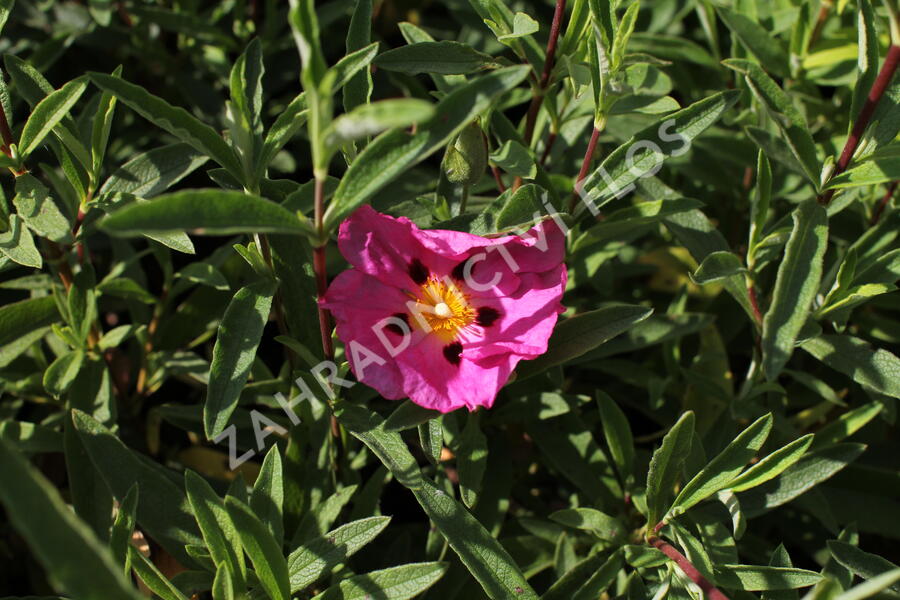 Cist, skalní růže - Cistus purpureus